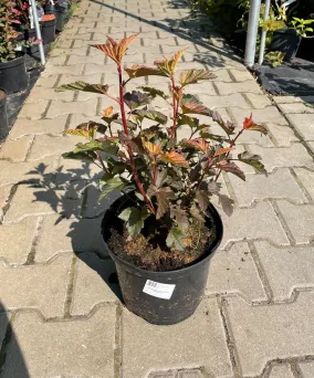 Physocarpus Opulifolius 'Zdechovice' - Pęcherznica Kalinolistna - C5