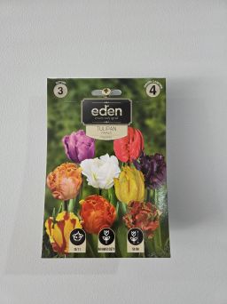VG - TULIPAN PAPUZI