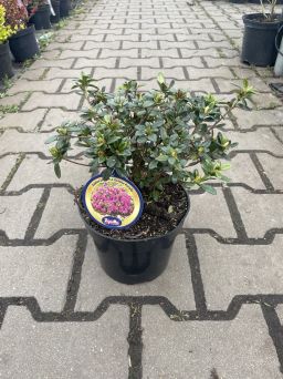 Azalea Japonica 'Geisha Purple' - Azalia Japońska - C2,5
