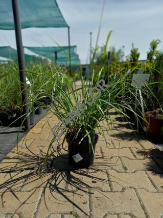 Pennisetum Alopecuroides 'Red Head' - Rozplenica Japońska - C3