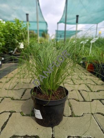 Stipa Tenuissima 'Pony Tails ' - Ostnica Cieniutka - C1,5