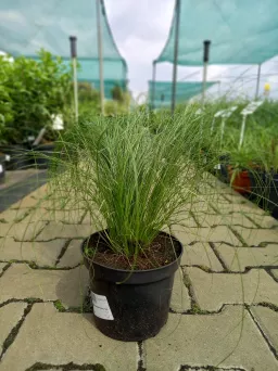 Stipa Tenuissima 'Pony Tails ' - Ostnica Cieniutka - C1,5