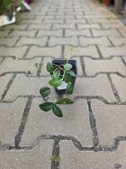 Vinca Minor  - Barwinek Mniejszy - P9