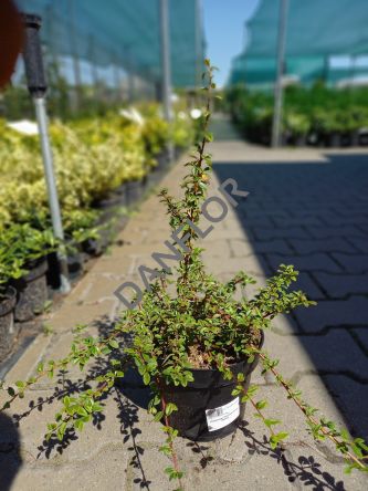 Cotoneaster Dammeri 'Coral Beauty' - Irga Dammera - C2