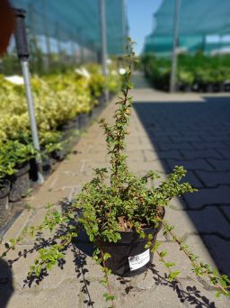 Cotoneaster Dammeri 'Coral Beauty' - Irga Dammera - C2