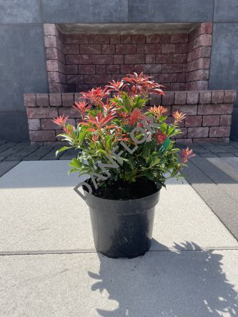 Pieris Japonica 'Forest Flame' - Pieris Japoński - C3