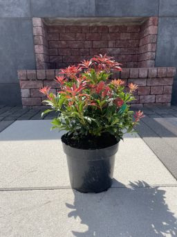 Pieris Japonica 'Forest Flame' - Pieris Japoński - C3