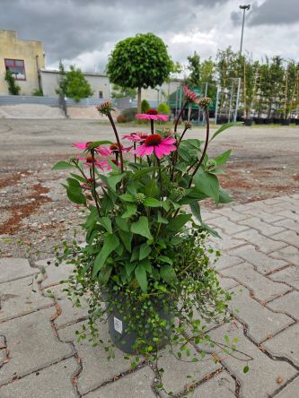Roślinna kompozycja ogrodowa z Jeżówką i Mulenbekią – Donica C4/C5
