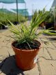 Hakonechloa Macra  'Beni Kaze' - Hakonechloa Smukła - C1,5 - 2