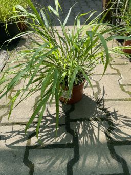 Hakonechloa smukła  'Beni Kaze' C1,5