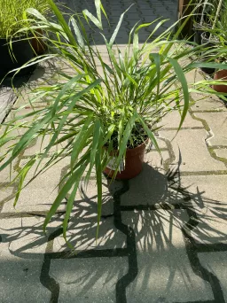 Hakonechloa Macra  'Beni Kaze' - Hakonechloa Smukła - C1,5