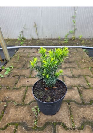 Taxus Baccata ‘Farmen’ – Cis Pospolity – C3