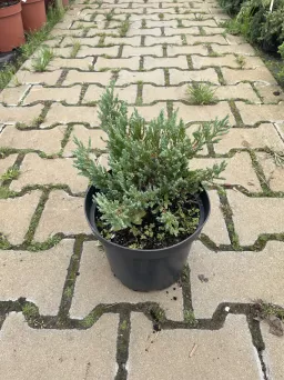 Juniperus Horizontalis 'Blue Forest' - Jałowiec Płożący - C3