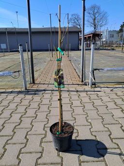 Jeżyna Bezkolcowa 'Triple Crown' - C2/C3