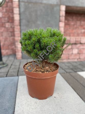 Pinus Nigra 'Nana' - Sosna Czarna - C5