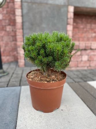 Pinus Nigra Cabanensis 'Nana' - Sosna Czarna - C5