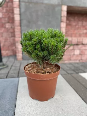 Pinus Nigra 'Nana' - Sosna Czarna - C5