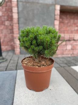 Pinus Nigra Cabanensis 'Nana' - Sosna Czarna - C5