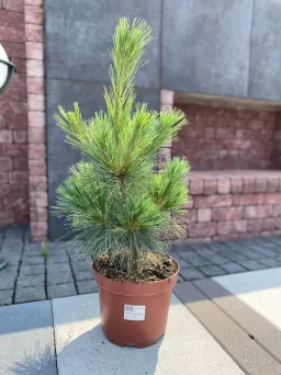 Pinus Schwerinii 'Wiethorst' - Sosna Schwerina - C5