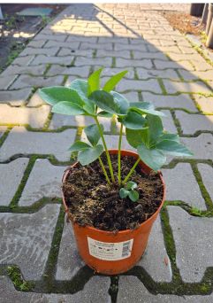 Helleborus Orientalis 'Tutu' - Ciemiernik Wschodni - C2