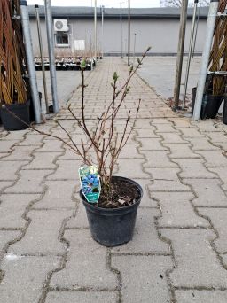Jagoda Kamczacka 'Tomiczka' - Lonicera Kamtchatica - C2/C3