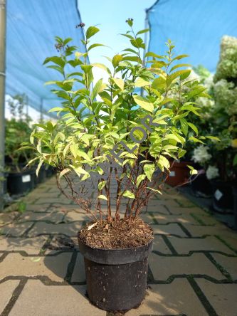 Spiraea Japonica 'Goldflame - Tawuła Japońska - C2