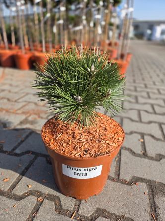 Pinus Nigra SN 18 - karłowa sosna czarna, kulista C5