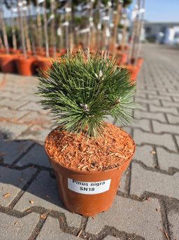 Pinus Nigra SN 18 - karłowa sosna czarna, kulista C5