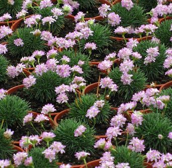 Armeria juniperifolia 'New Zealand Form' - Zawciąg jałowcolistny