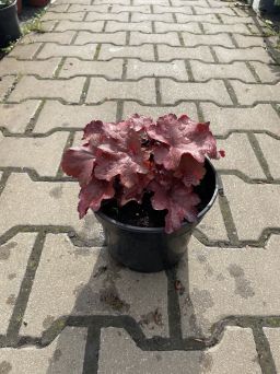 Heuchera ‘Galaxy’ – Żurawka – C2