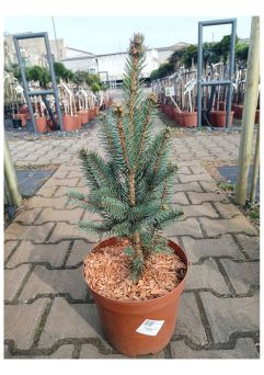 Picea Pungens 'Iseli Fastigiata' - Świerk Kłujący - C5