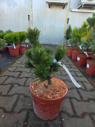 Pinus Leucodermis Dolce Dorne - sosna bośniacka Dolce Dorme C5