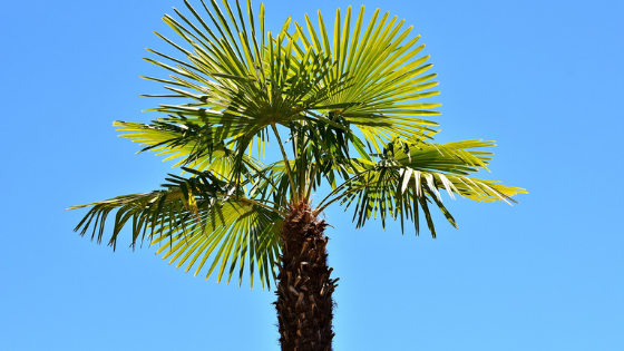 Trachycarpus Fortunei